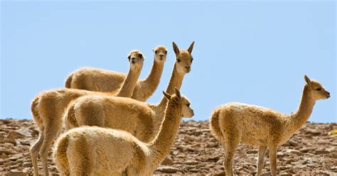 Vicuña Wool: An Overview of the World’s Most .